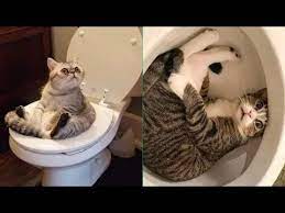 Ver más ideas sobre videos graciosos de animales, videos divertidos de animales, animales gif. Mascotas Graciosas Recopilacion Para Morir De Risa Videos Divertidos De Animales Youtube
