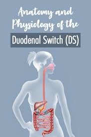 Anatomy And Physiology Of The Duodenal Switch Ds Anatomy And Physiology Physiology Anatomy