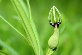 Image result for Ceropegia abyssinica