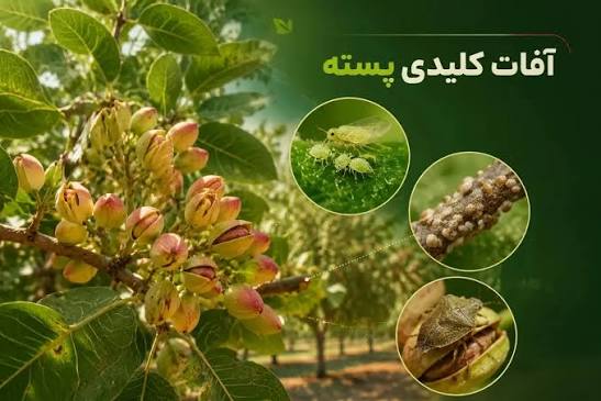 مهم‌ترین آفات پسته و راه‌های پیشگیری؛ باغ سالم، قیمت بالاتر