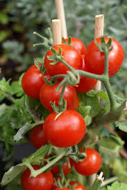 Avec Des Tomates Saveol Finistere Bretagne Myfinistere Jardin De Tomates Plantes Comestibles Et Cultiver Des Tomates