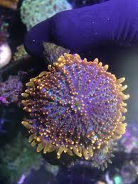 In the wild, juggernaut bounce mushroom has developed a symbiotic feeding relationship with marine algae called zooxanthellae that are living within their tissues. Cheep Corals Nj Reef Club