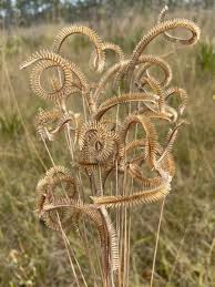 Image result for Ctenium