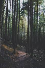 Forest Iphone Wallpaper Nature Photography Forest Wallpaper Nature