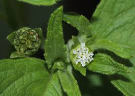 Image result for Acmella