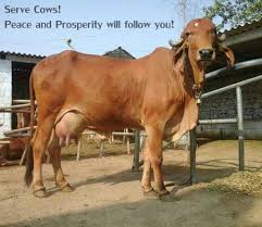 Why Complete Ban On Cow Slaughter In India Is Crucial Animal Slaughter Cow Slaughter Cow