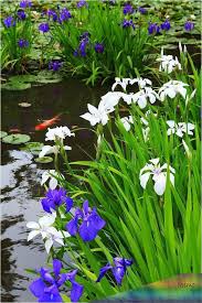 Photo Location Kajuuji Temple Kyoto In 2020 Japanese Garden Beautiful Gardens Water Features In The Garden
