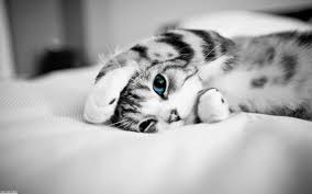 Fond D Ecran Hd Chat Mignon Noir Et Blanc Aux Yeux Bleus Gratuit Cute Kittens Animaux Les Plus Mignons Animaux