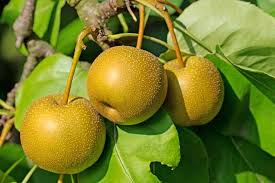 Somewhat early like the drippin honey. How To Grow And Care For Asian Pear Trees Gardener S Path