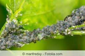 Schwarze Blattlause Bekampfen Die Besten Hausmittel Schwarze Blattlause Schadlinge Im Garten Und Gemuse Anpflanzen