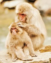 Monkey with a long face is a crossword puzzle clue. Japanese Macaque Wikipedia