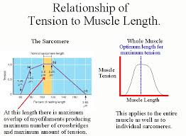 Figure 11-19 From Chapte R 11 Physiology Of The Muscular System 397 Bone  Tendon Fascia Muscle Epimysium Perimysium Endomysium Fascicle Muscle Fiber  ( Muscle Cell | Semantic Scholar