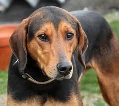 Black And Tan Foxhound Mix Adopt Henry On Big Fluffy Dog Rescue Coonhound Big Fluffy Dogs
