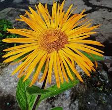 Image result for Pentanema