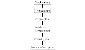 principle flow chart of a fermentation process for the