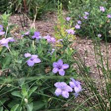 Image result for Vandellia humilis