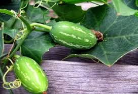 Early risk pests and diseases. Parwal Farming Pointed Gourd Techniques Asia Farming