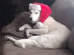 Resting before the big day! ⛄️