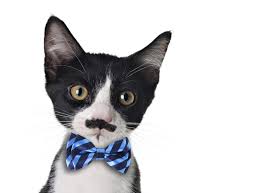 Belts, handbags, wallets, shoes, gucci bloom, sunglasses Whisker Fabulous Can Cats Wear Clothes Five Tips For Cat Owners
