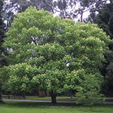 Apr 09, 2000 · カスターニエ 軽井沢ローストチキン （kastanie） ジャンル: Gelbbluhende Kastanie Aesculus Flava Gelb