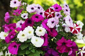 Image result for foto surfínie