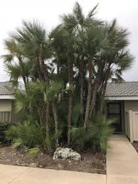 Paurotis palm or everglades palm / acoelorraphe wrightii for sale. Acoelorrhaphe Wrightii Cold Hardy Palms Palmtalk