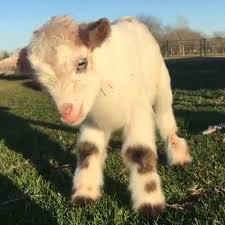 Learning How To Walk Video Cute Baby Animals Animals Cute Animals