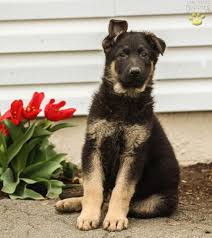 They are family raised, well socialized, and love to play out of doors! Handsome German Shepherd Puppy For Sale In Lancaster Pa Happy Valentines Day Happyvalentinesday2016i