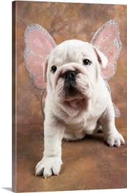 Dapat dikatakan bahwa ras anjing yang satu ini. Bulldog Puppy Wearing Angel Wings In 2021 Bulldog Puppies Bulldog Puppies