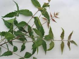 While a paste of neem leaves and turmeric can be used for treating insect bites, itching, eczema, ring worms and some mild skin diseases, chewing the leaves can also give you a nourished, purified and radiant skin. Azadirachta Indica Springerlink