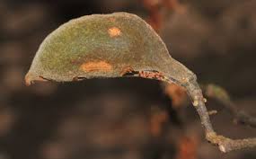 Image result for Ellipanthus