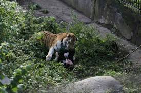Pihak kebun binatang sydney bersedih atas matinya seekor simpanse berusia 10 tahun. 7 Tragedi Serangan Hewan Buas Yang Fatal Di Kebun Binatang Naas