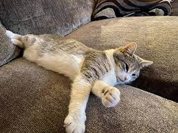 Pin On Just Cats