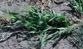 Image result for Panicum brevifolium