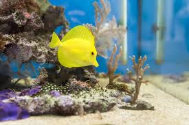 If you are adding water to a running tank, the temperatures should be within a degree or two. Saltwater Aquariums Aquatech Aquarium Service