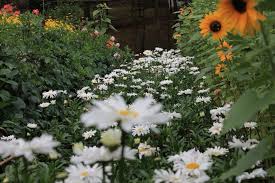 Shasta daisies tend to form clumps that are 2 to 3 feet tall and 1 to 2 feet wide. Bed Of Daisies Baguio City Philippines C Cmdja Baguio City Baguio Philippines