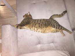 Syd Pa Twitter Kilo Aldi Saniyorduk Kabiz Olmus Ayi Kedi