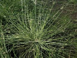 Image result for Schoenoplectiella