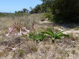 Image result for Crinum stuhlmannii