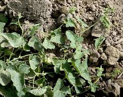 Image result for Cucumis melo