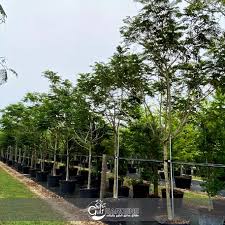 Image result for Peltophorum pterocarpum