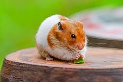 #hamstagram #hamtaro #adorable #햄스터 #골든햄스터 #햄스터그램 #倉鼠 #黃金鼠 #金熊鼠. ì‹œë¦¬ì•„í–„ìŠ¤í„° ìœ„í‚¤ë°±ê³¼ ìš°ë¦¬ ëª¨ë'ì˜ ë°±ê³¼ì‚¬ì „