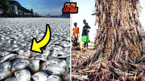 Seperti 16 kejadian aneh dan langka yang mungkin hanya bisa disaksikan sekali seumur hidup, yang dream rangkum dari laman brightside.me berikut ini. Ketika Bumi Sudah Marah Beginilah Kejadian Aneh Yang Menimpa Binatang Di Seluruh Dunia Youtube