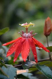 Image result for Passiflora vitifolia