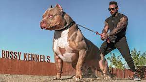 See more ideas about pitbulls, dogs, pitbull terrier. Best Of American Bully Pitbulls Extreme Dogs Youtube
