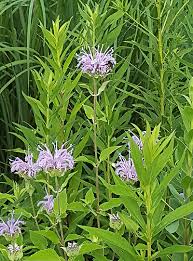 Image result for Monadenium herbaceum