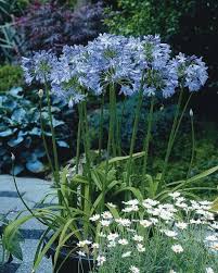 Image result for Agapanthus campanulatus