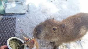 Also called capivara (in brazil), capiguara (in bolivia), chigüire, chigüiro, or fercho (in colombia and venezuela), carpincho (in argentina, paraguay and uruguay) and ronsoco (in peru), it is a member of the genus hydrochoerus, of which the only other extant member is the. Peticion Carpinchos Para Todos Change Org