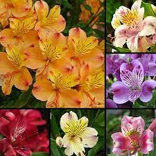 Amazon Com Braceus 100 Pcs Alstroemeria Lily Seeds Mix Colors Flowers Home Plant Garden Decor Garden Outdoor Lily Flower Seeds Flower Seeds Alstroemeria