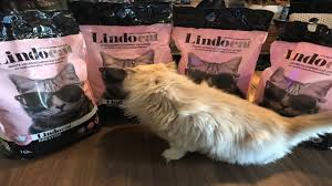 Lindo Cat Kedi Kumu Testi Youtube